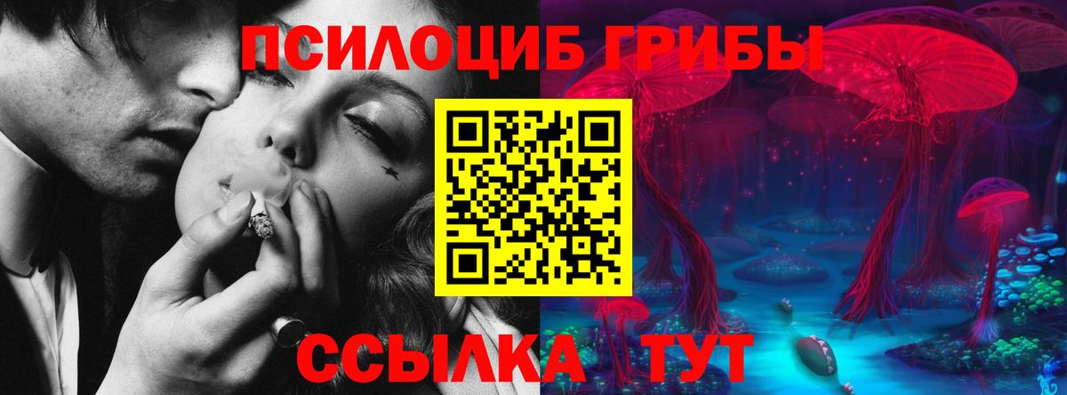Псилоцибиновые грибы Psilocybe Йошкар-Ола